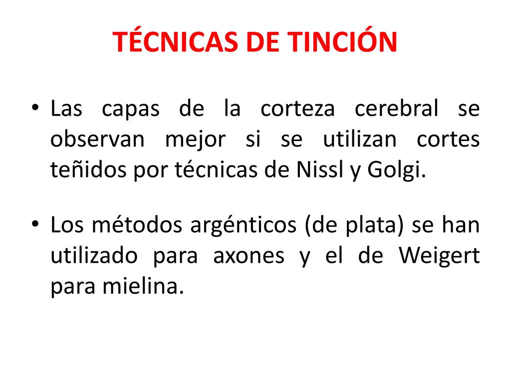 TÉCNICAS DE TINCIÓN Las capas de la corteza cerebral se observan mejor si se utilizan cortes teñidos por técnicas de Nissl y Golgi.