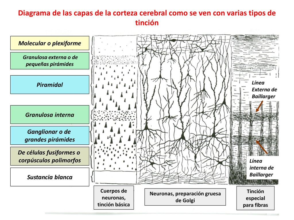 Diagrama de las capas de la corteza cerebral como se ven con varias tipos de tinción