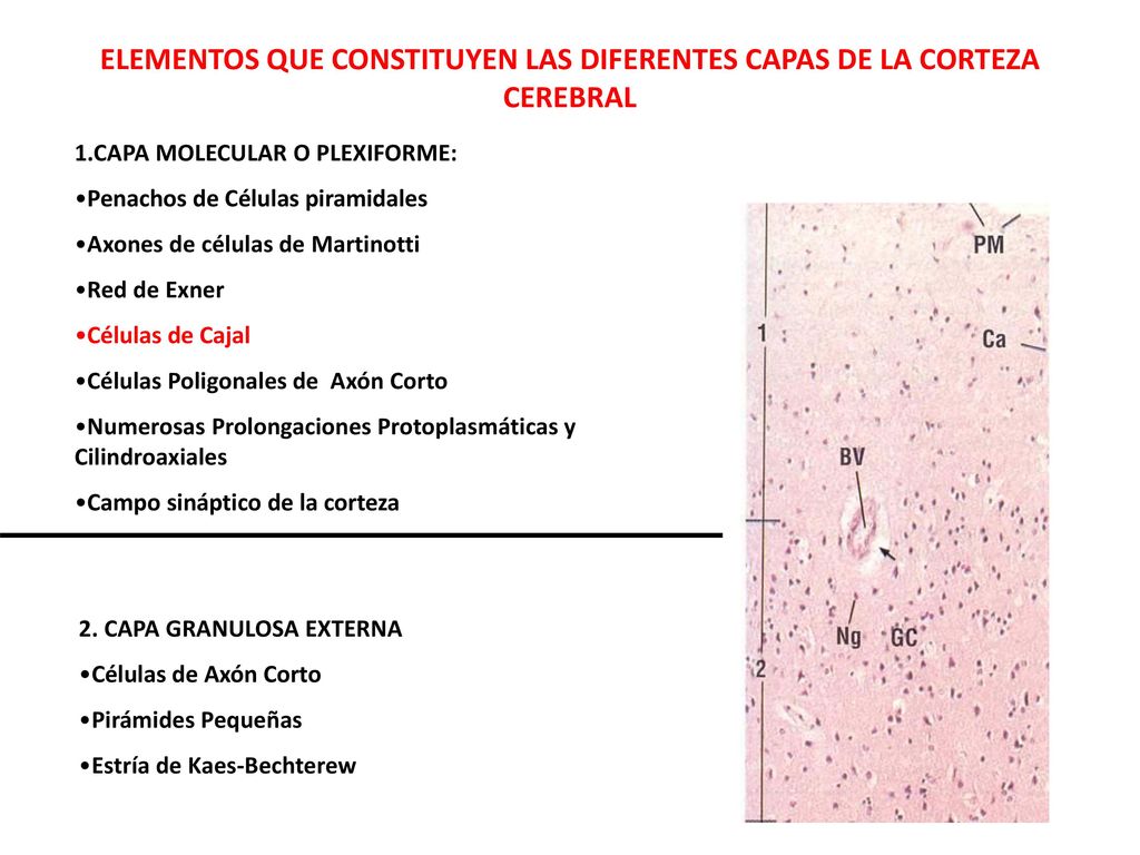 ELEMENTOS QUE CONSTITUYEN LAS DIFERENTES CAPAS DE LA CORTEZA CEREBRAL