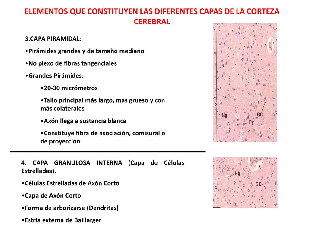 ELEMENTOS QUE CONSTITUYEN LAS DIFERENTES CAPAS DE LA CORTEZA CEREBRAL