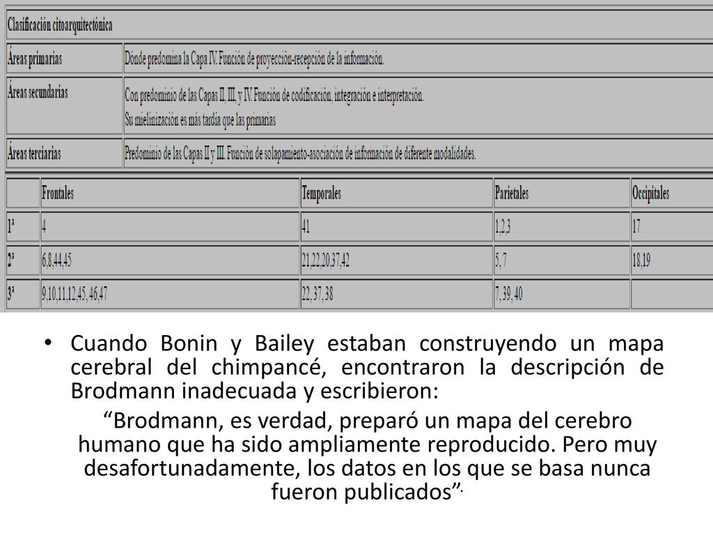 Cuando Bonin y Bailey estaban construyendo un mapa cerebral del chimpancé, encontraron la descripción de Brodmann inadecuada y escribieron: