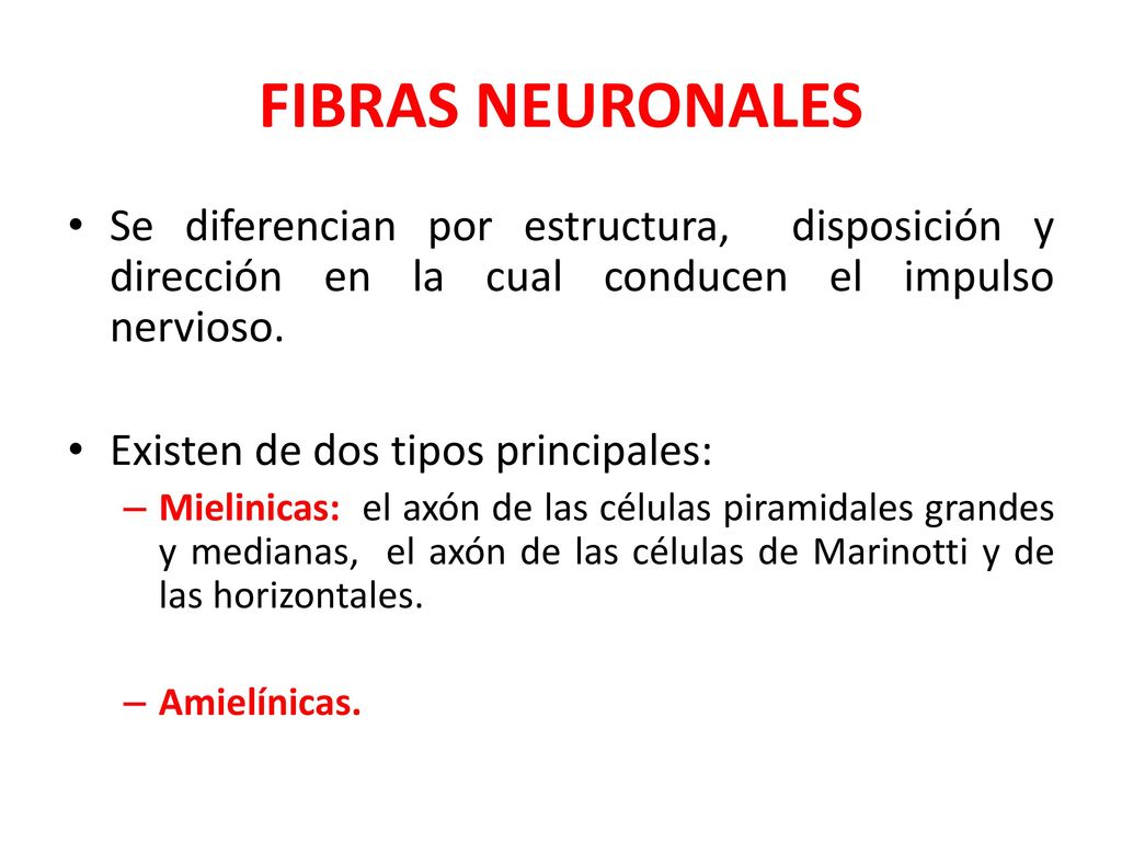 FIBRAS NEURONALES Se diferencian por estructura, disposición y dirección en la cual conducen el impulso nervioso.