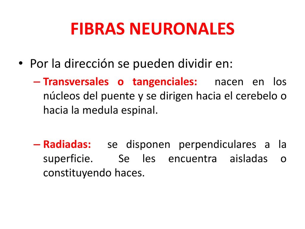FIBRAS NEURONALES Por la dirección se pueden dividir en:
