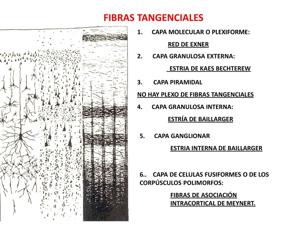 FIBRAS TANGENCIALES 1. CAPA MOLECULAR O PLEXIFORME: RED DE EXNER