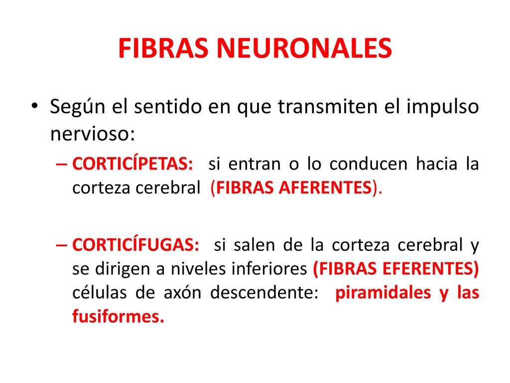 FIBRAS NEURONALES Según el sentido en que transmiten el impulso nervioso: