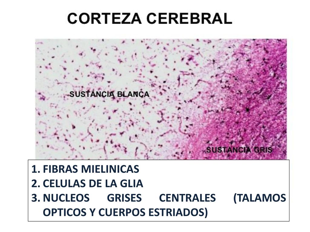 FIBRAS MIELINICAS CELULAS DE LA GLIA NUCLEOS GRISES CENTRALES (TALAMOS OPTICOS Y CUERPOS ESTRIADOS)