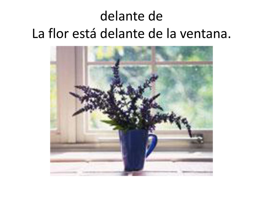 delante de La flor está delante de la ventana.