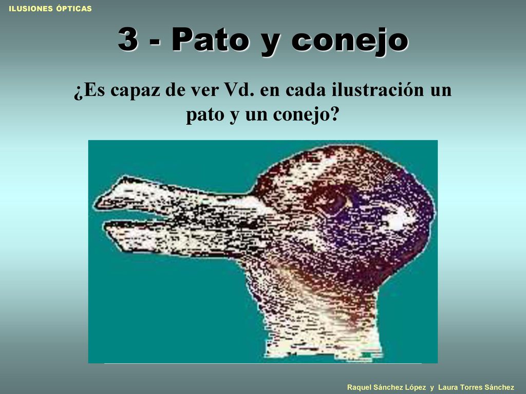 ¿Es capaz de ver Vd. en cada ilustración un pato y un conejo