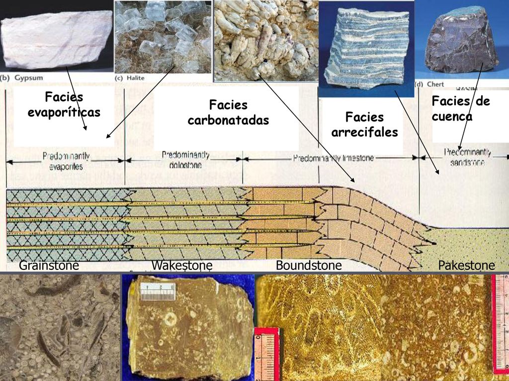 Facies evaporíticas Facies de cuenca. Facies carbonatadas. Facies arrecifales. Grainstone. Wakestone.