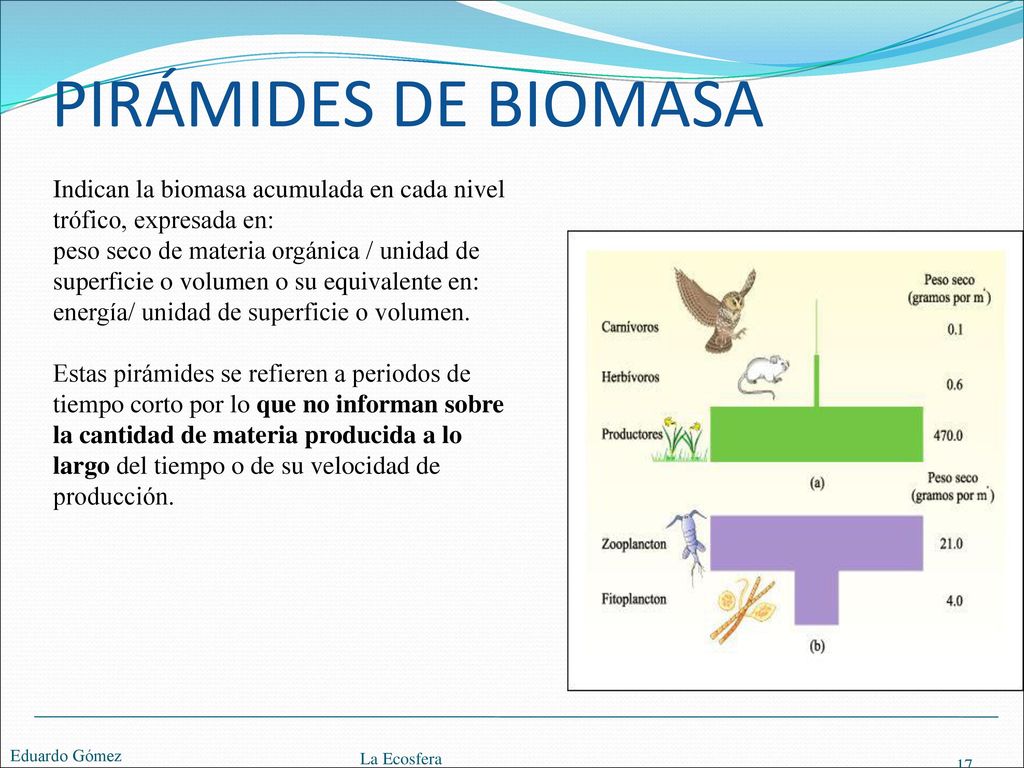 PIRÁMIDES DE BIOMASA Indican la biomasa acumulada en cada nivel trófico, expresada en: