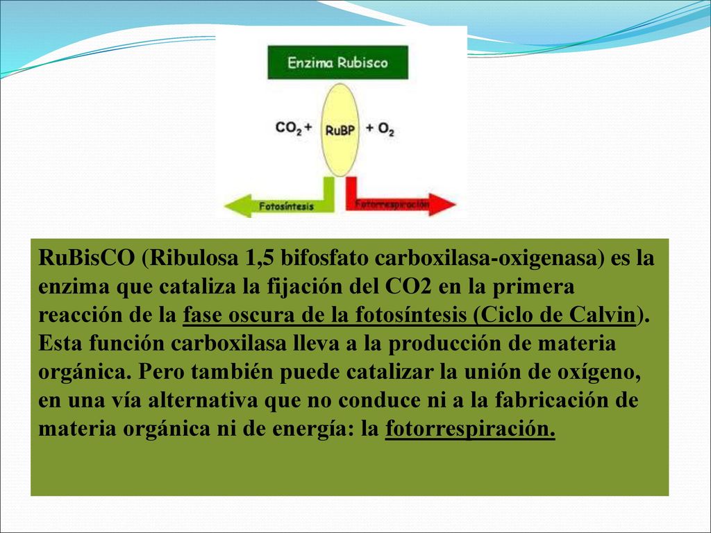 RuBisCO (Ribulosa 1,5 bifosfato carboxilasa-oxigenasa) es la enzima que cataliza la fijación del CO2 en la primera reacción de la fase oscura de la fotosíntesis (Ciclo de Calvin).