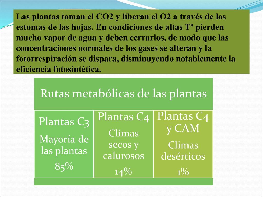 Plantas C4 y CAM Plantas C4 Plantas C3 Climas secos y calurosos