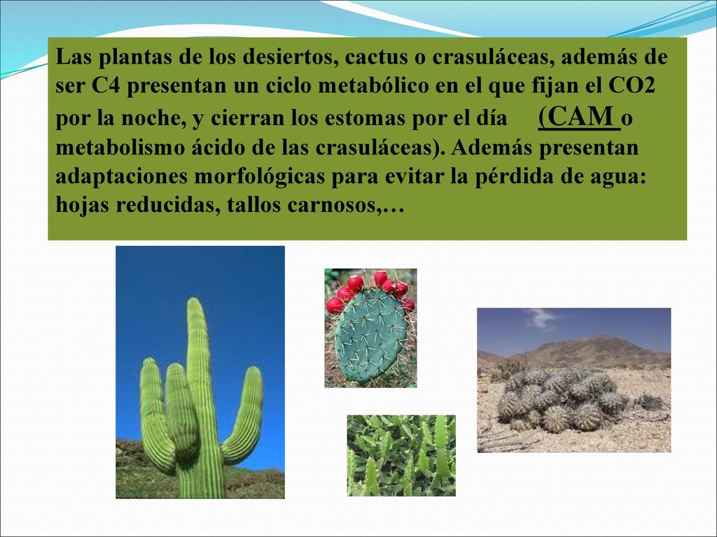 Las plantas de los desiertos, cactus o crasuláceas, además de ser C4 presentan un ciclo metabólico en el que fijan el CO2 por la noche, y cierran los estomas por el día (CAM o metabolismo ácido de las crasuláceas).