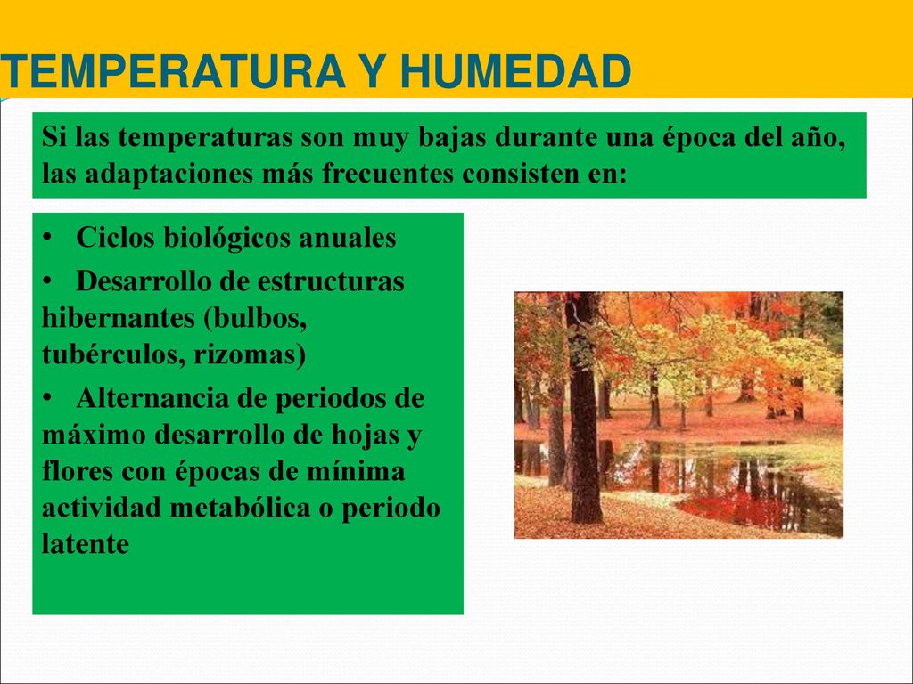 TEMPERATURA Y HUMEDAD Si las temperaturas son muy bajas durante una época del año, las adaptaciones más frecuentes consisten en: