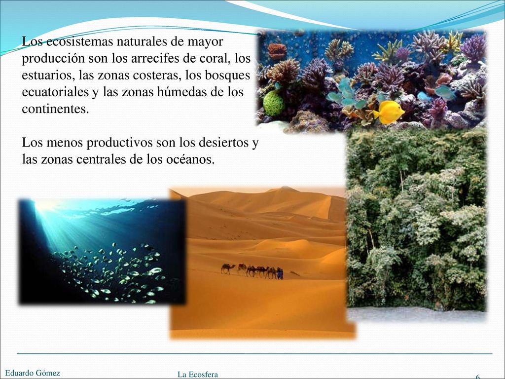 Los ecosistemas naturales de mayor producción son los arrecifes de coral, los estuarios, las zonas costeras, los bosques ecuatoriales y las zonas húmedas de los continentes.