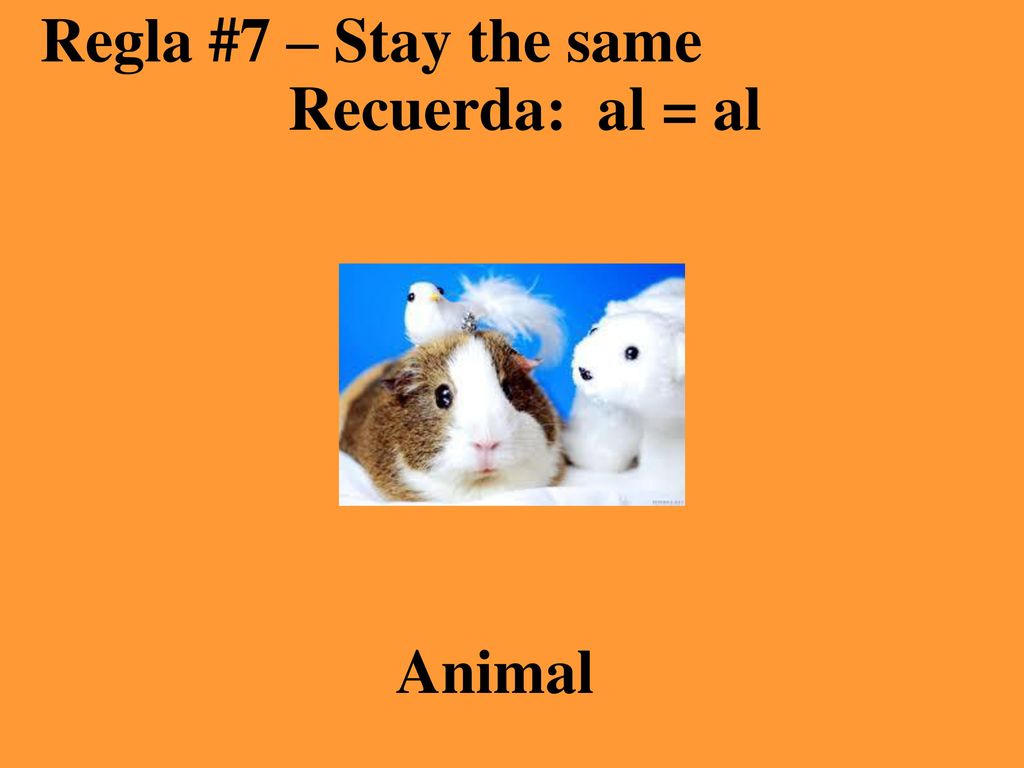 Regla #7 – Stay the same Recuerda: al = al Animal