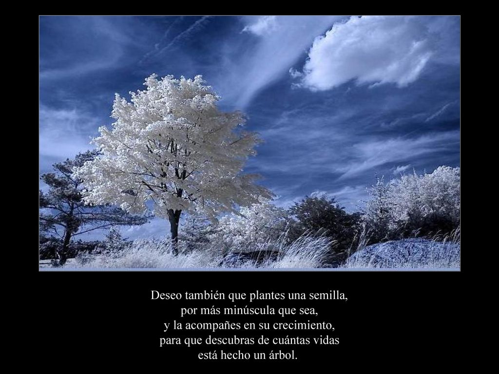 Deseo también que plantes una semilla, por más minúscula que sea, y la acompañes en su crecimiento, para que descubras de cuántas vidas está hecho un árbol..