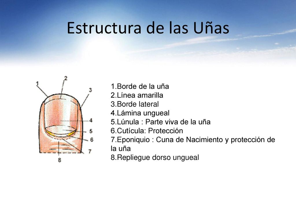 Estructura de las Uñas 1.Borde de la uña 2.Línea amarilla