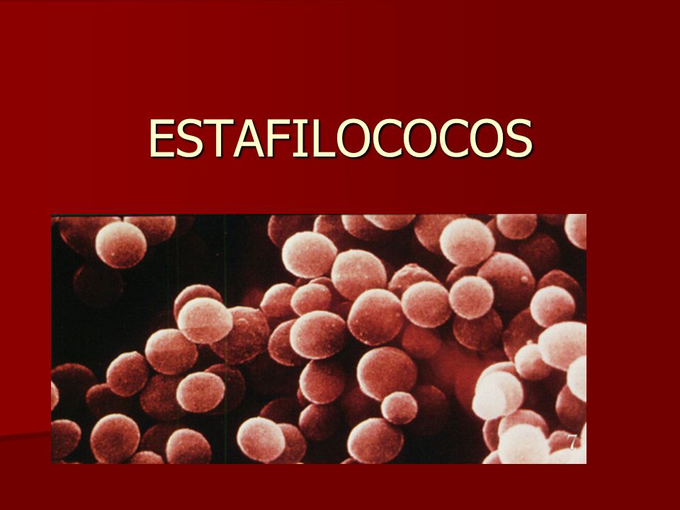 ESTAFILOCOCOS