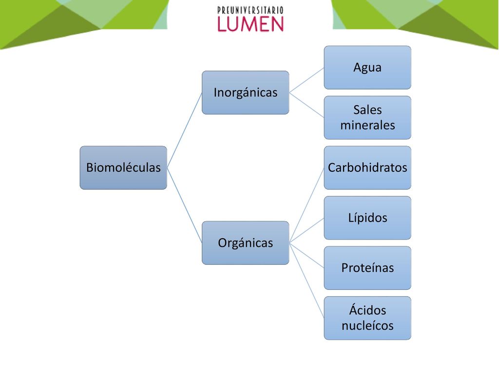 Biomoléculas Inorgánicas. Agua. Sales minerales. Orgánicas. Carbohidratos. Lípidos. Proteínas.