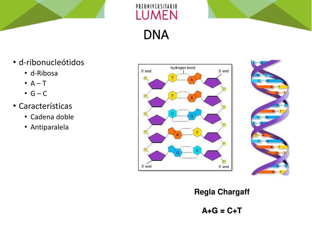 DNA d-ribonucleótidos Características d-Ribosa A – T G – C