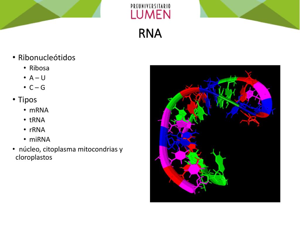 RNA Ribonucleótidos Tipos Ribosa A – U C – G mRNA tRNA rRNA miRNA