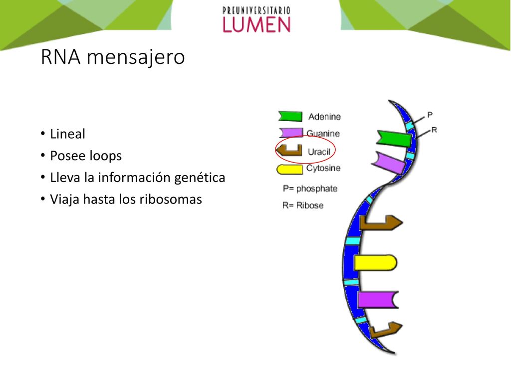 RNA mensajero Lineal Posee loops Lleva la información genética