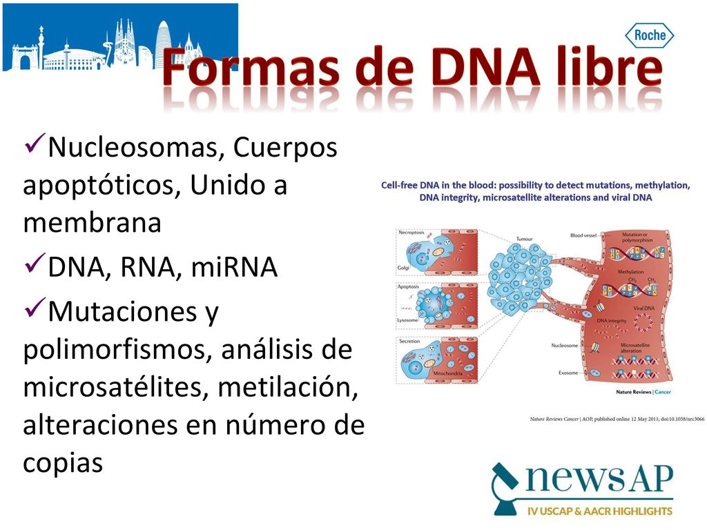 Formas de DNA libre Nucleosomas, Cuerpos apoptóticos, Unido a membrana