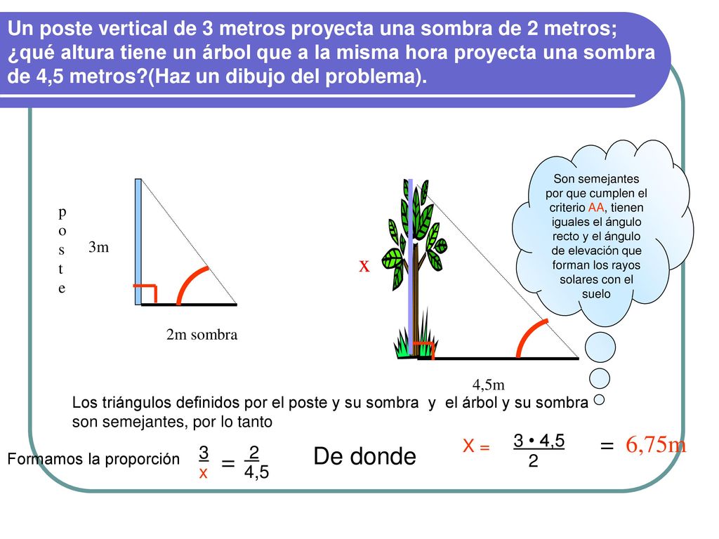 Un poste vertical de 3 metros proyecta una sombra de 2 metros; ¿qué altura tiene un árbol que a la misma hora proyecta una sombra de 4,5 metros (Haz un dibujo del problema).