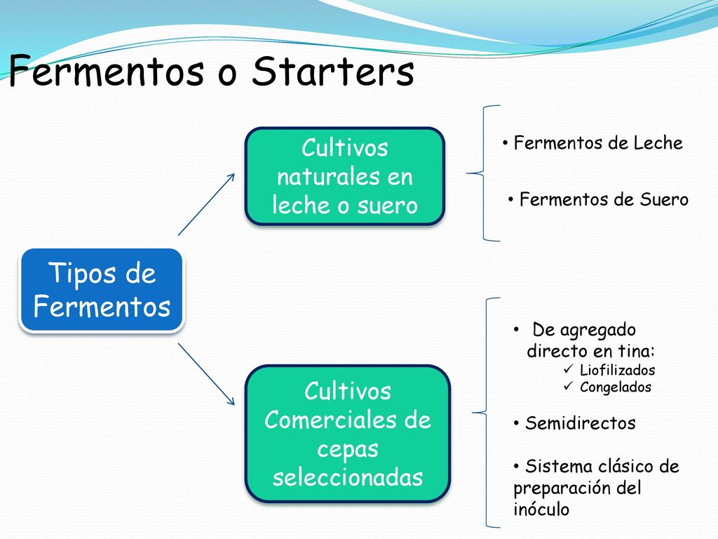 Fermentos o Starters Tipos de Fermentos