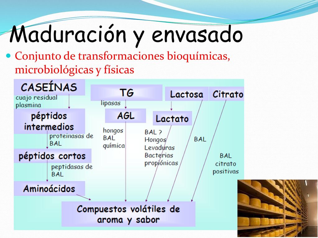 Maduración y envasado Conjunto de transformaciones bioquímicas, microbiológicas y físicas