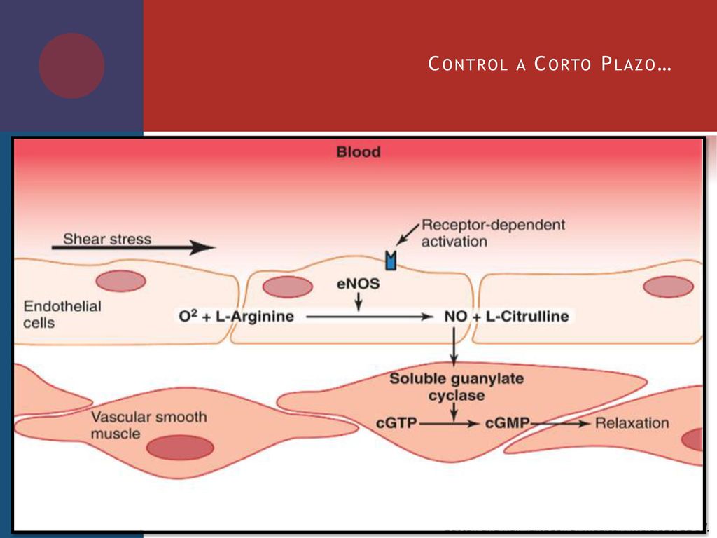 Control a Corto Plazo… *Guyton and Hall Textbook of Medical Physiology, 12 ed.