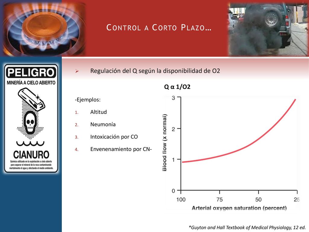 Control a Corto Plazo… Regulación del Q según la disponibilidad de O2