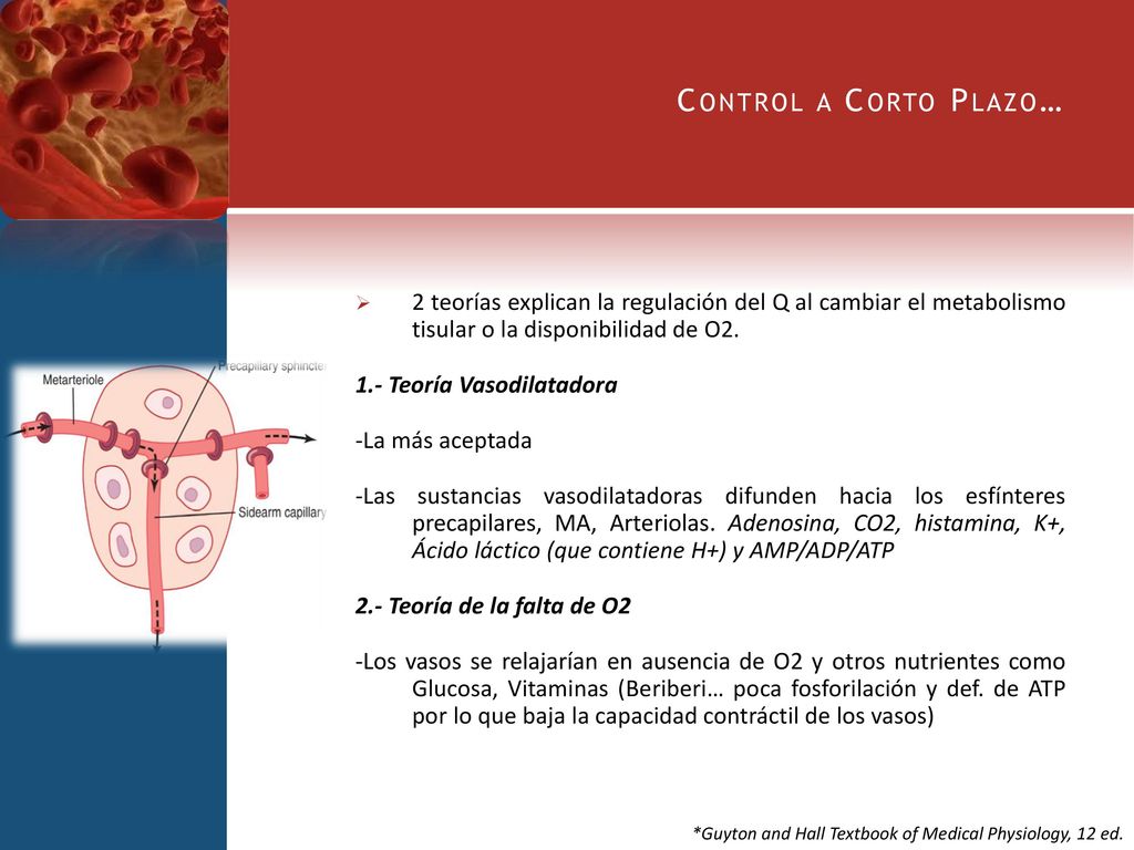 Control a Corto Plazo… 2 teorías explican la regulación del Q al cambiar el metabolismo tisular o la disponibilidad de O2.