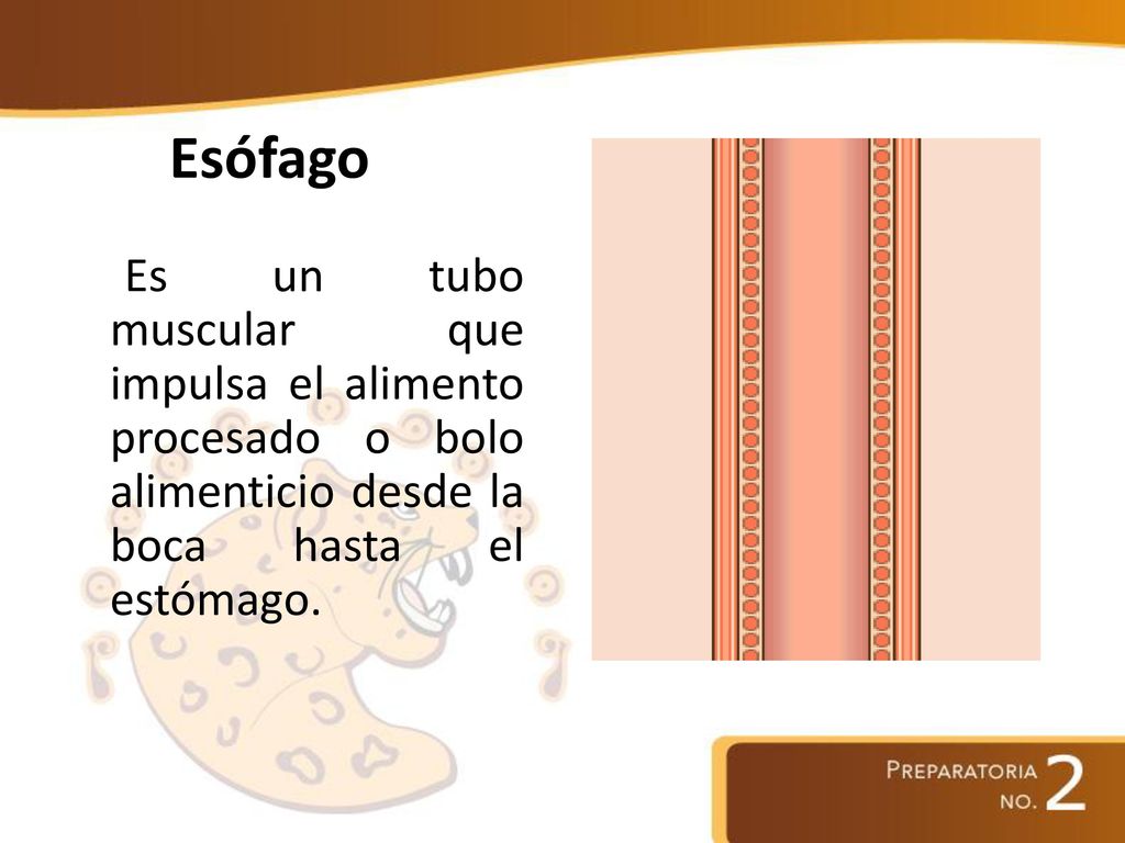 Esófago Es un tubo muscular que impulsa el alimento procesado o bolo alimenticio desde la boca hasta el estómago.