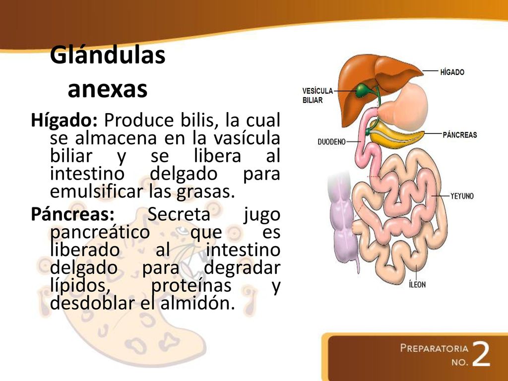 Glándulas anexas Hígado: Produce bilis, la cual se almacena en la vasícula biliar y se libera al intestino delgado para emulsificar las grasas.