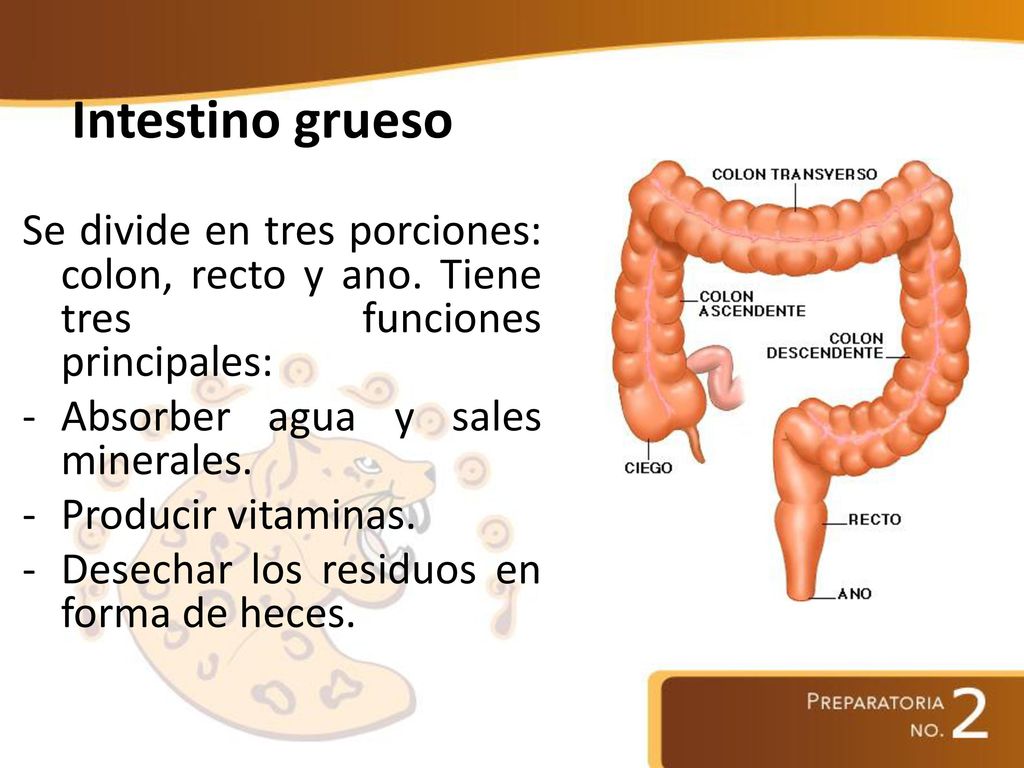 Intestino grueso Se divide en tres porciones: colon, recto y ano. Tiene tres funciones principales: