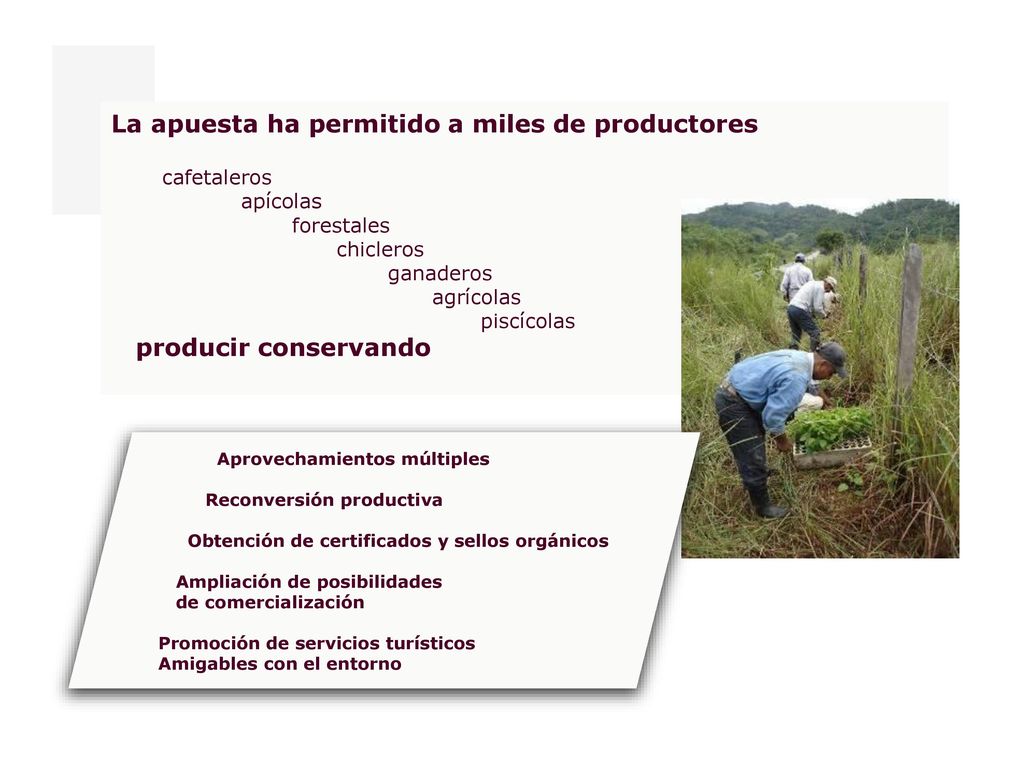 La apuesta ha permitido a miles de productores