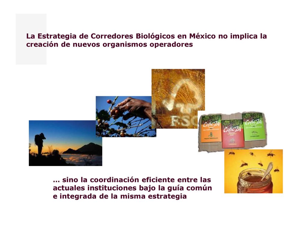 La Estrategia de Corredores Biológicos en México no implica la creación de nuevos organismos operadores
