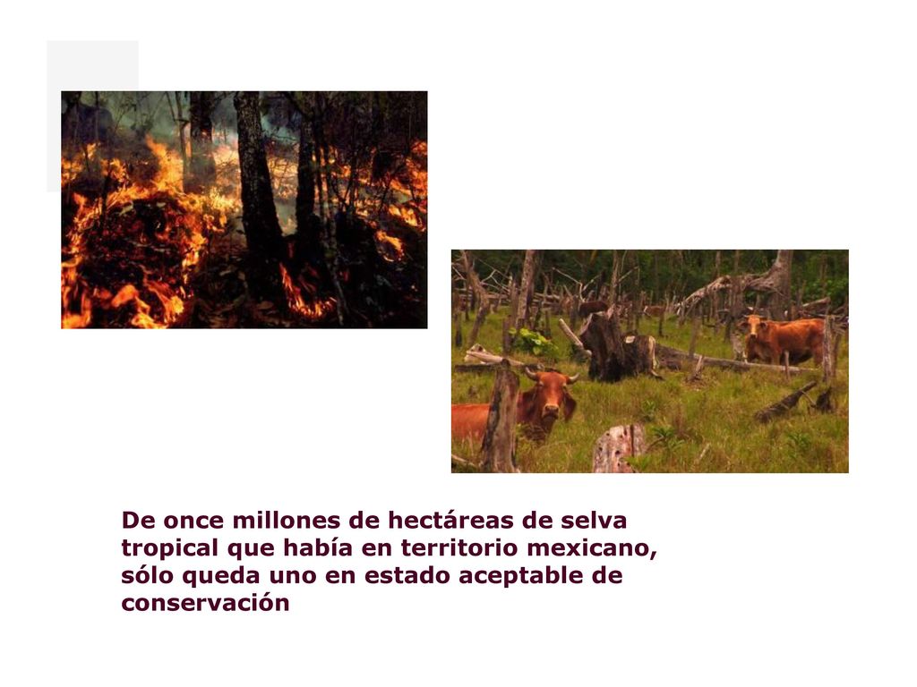 De once millones de hectáreas de selva tropical que había en territorio mexicano, sólo queda uno en estado aceptable de conservación