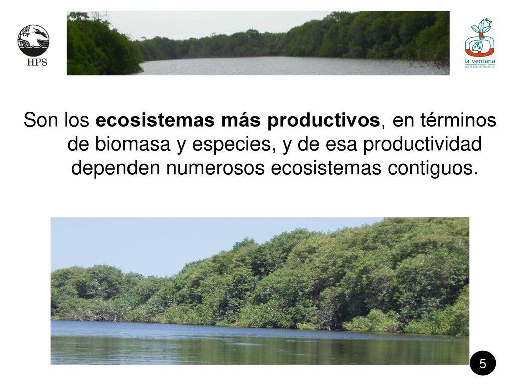 Son los ecosistemas más productivos, en términos de biomasa y especies, y de esa productividad dependen numerosos ecosistemas contiguos.