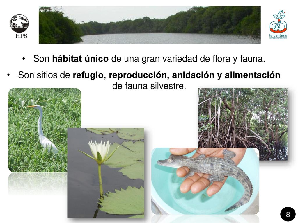 Son hábitat único de una gran variedad de flora y fauna.