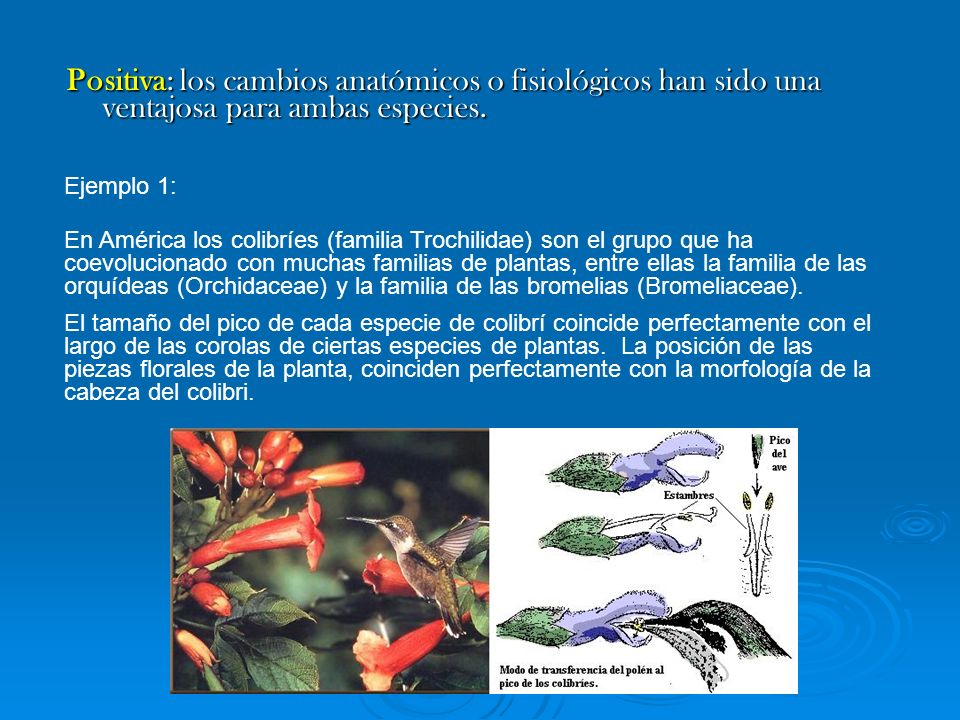 Positiva: los cambios anatómicos o fisiológicos han sido una ventajosa para ambas especies.