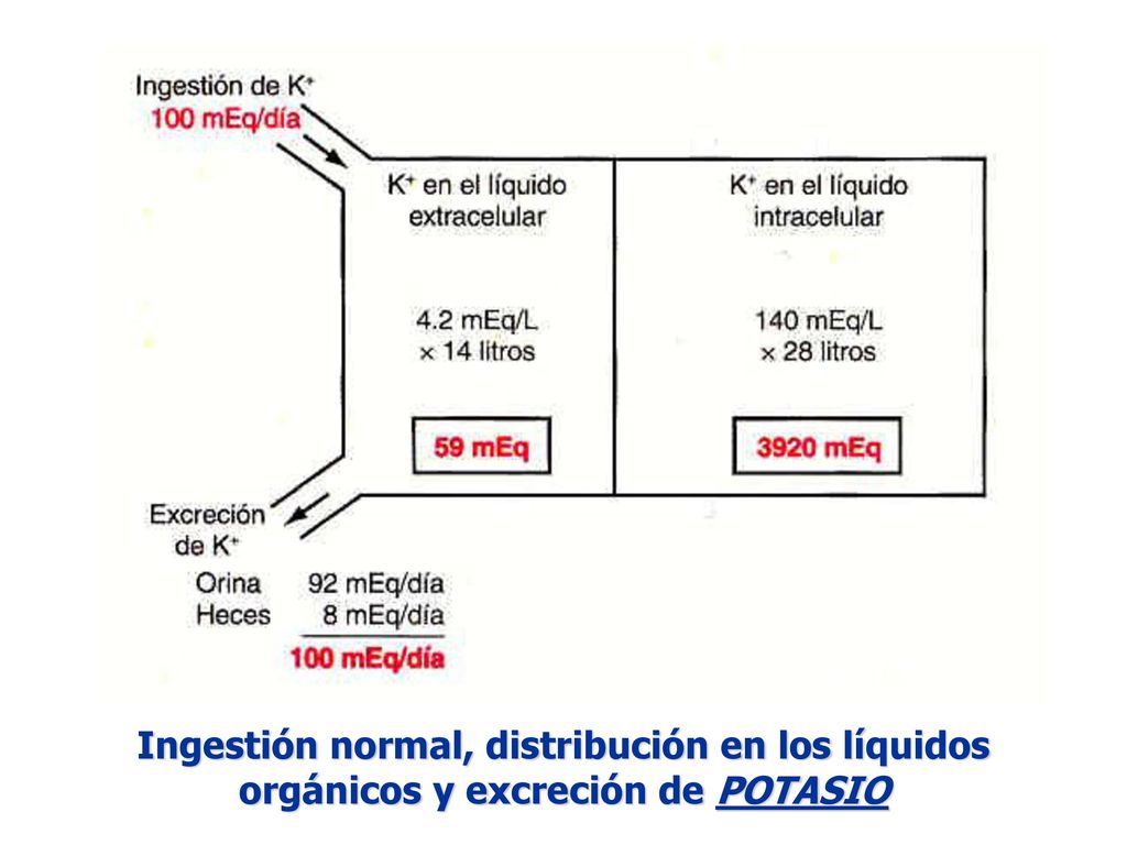 Ingestión normal, distribución en los líquidos orgánicos y excreción de POTASIO