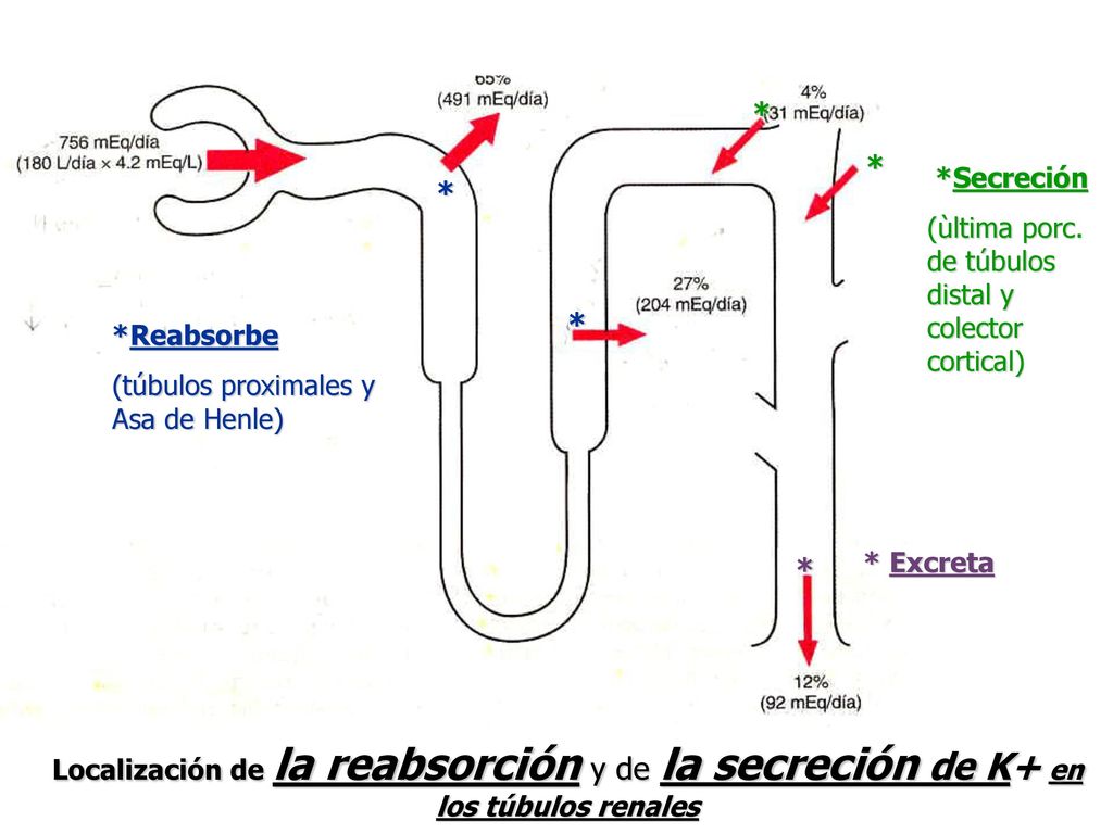 * * *Secreción. (ùltima porc. de túbulos distal y colector cortical) * * *Reabsorbe. (túbulos proximales y Asa de Henle)