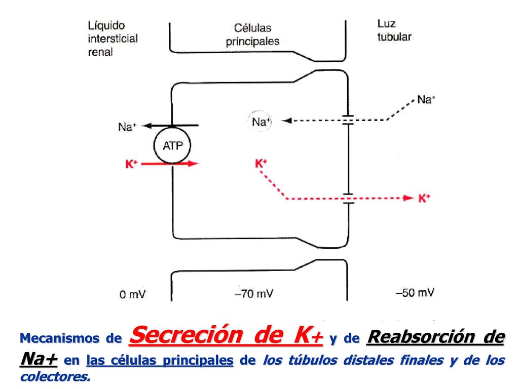 Mecanismos de Secreción de K+ y de Reabsorción de Na+ en las células principales de los túbulos distales finales y de los colectores.
