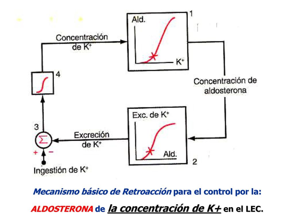Mecanismo básico de Retroacción para el control por la: