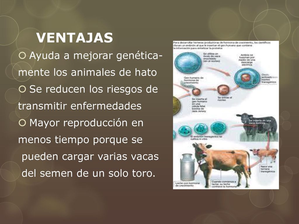VENTAJAS Ayuda a mejorar genética- mente los animales de hato