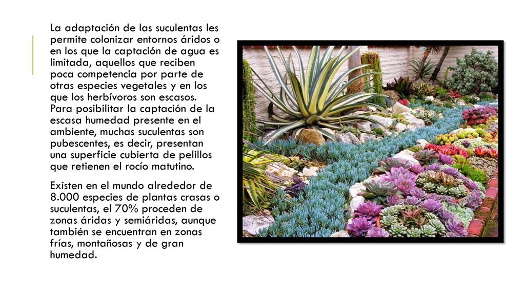 La adaptación de las suculentas les permite colonizar entornos áridos o en los que la captación de agua es limitada, aquellos que reciben poca competencia por parte de otras especies vegetales y en los que los herbívoros son escasos. Para posibilitar la captación de la escasa humedad presente en el ambiente, muchas suculentas son pubescentes, es decir, presentan una superficie cubierta de pelillos que retienen el rocío matutino.