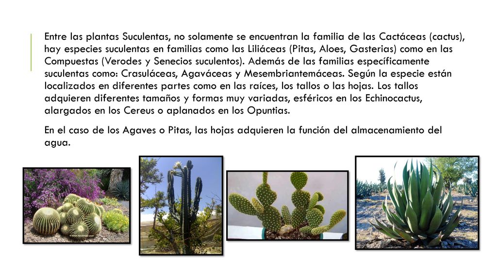 Entre las plantas Suculentas, no solamente se encuentran la familia de las Cactáceas (cactus), hay especies suculentas en familias como las Liliáceas (Pitas, Aloes, Gasterias) como en las Compuestas (Verodes y Senecios suculentos). Además de las familias específicamente suculentas como: Crasuláceas, Agaváceas y Mesembriantemáceas. Según la especie están localizados en diferentes partes como en las raíces, los tallos o las hojas. Los tallos adquieren diferentes tamaños y formas muy variadas, esféricos en los Echinocactus, alargados en los Cereus o aplanados en los Opuntias.